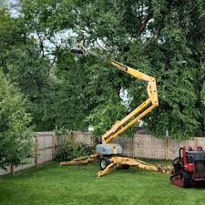 Best Emergency Tree Removal  in San Antonio Heights, CA