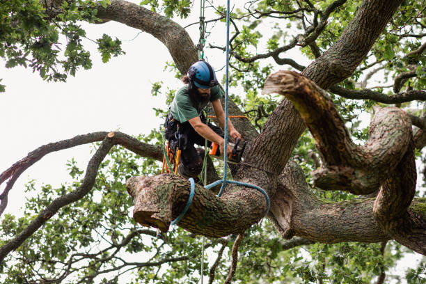 Best Seasonal Cleanup (Spring/Fall)  in San Antonio Heights, CA