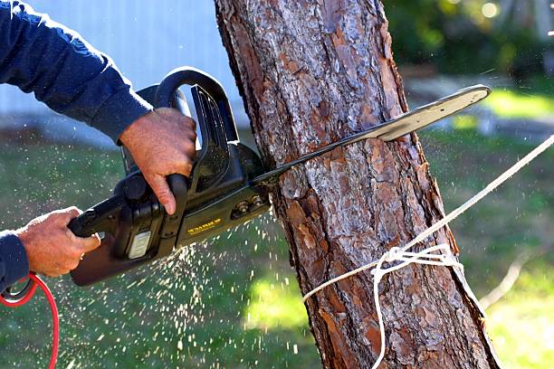Leaf Removal in San Antonio Heights, CA