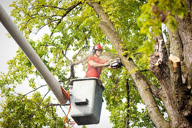 Best Tree Maintenance Programs  in San Antonio Heights, CA
