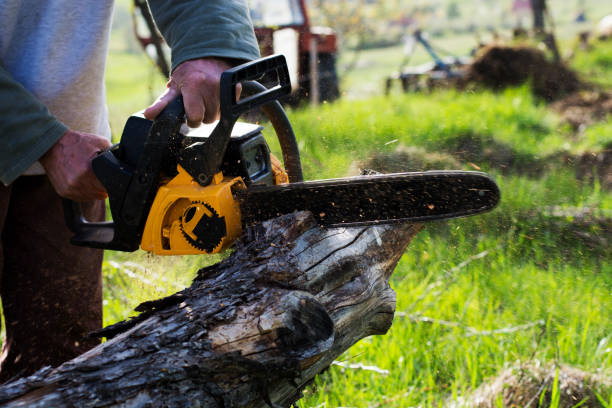 Best Tree Removal  in San Antonio Heights, CA