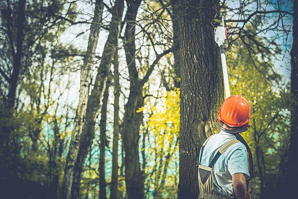 How Our Tree Care Process Works  in  San Antonio Heights, CA