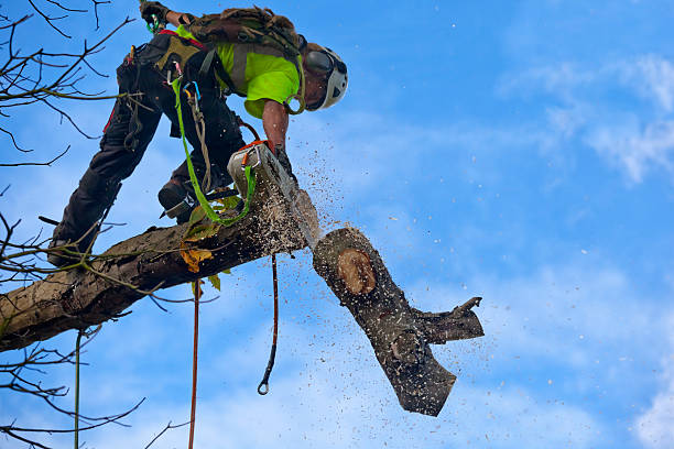 Best Hedge Trimming  in San Antonio Heights, CA